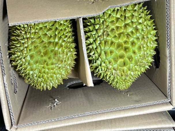 Two durians in a carton with a divider
