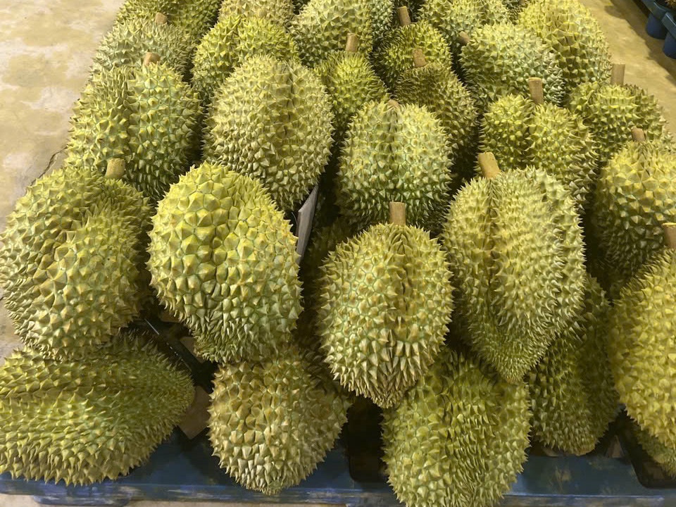 Whole durians stacked on a pallet
