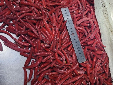 Steel ruler laid across frozen chillies as a length reference