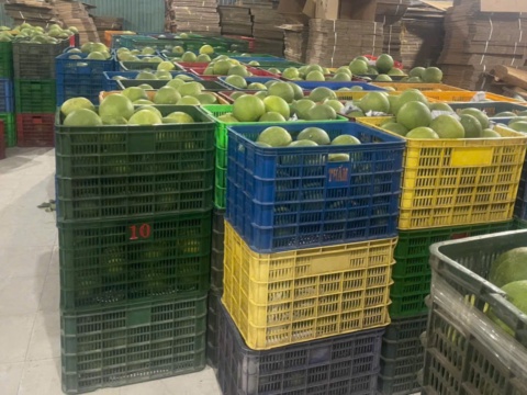 Green-skin pomelos in crates at the warehouse