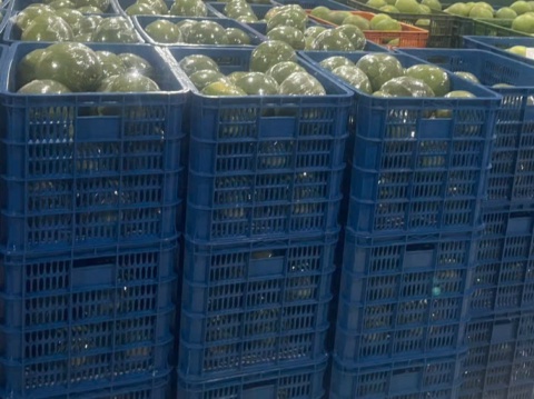Shrink-wrapped pomelos in crates