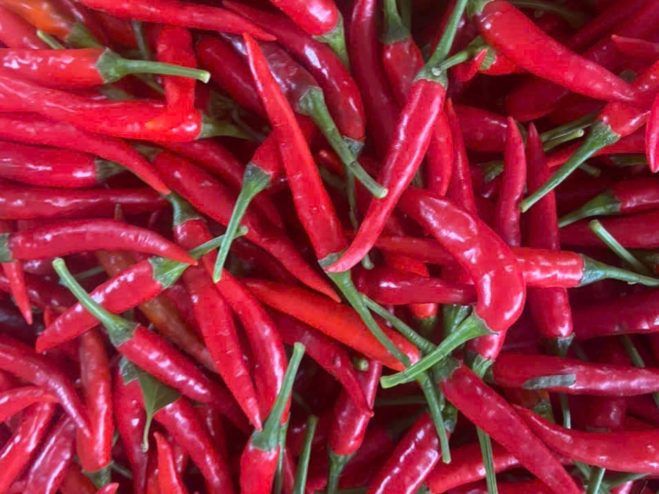 Fresh red chillies with stems on