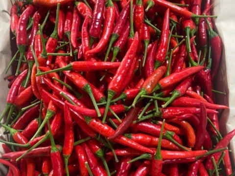 Fresh red chillies with stems in a paper-lined box