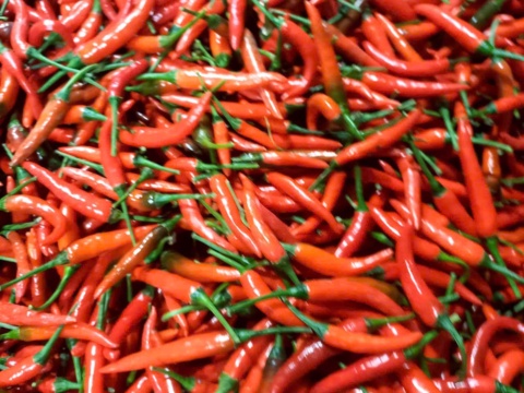 Fresh red chillies