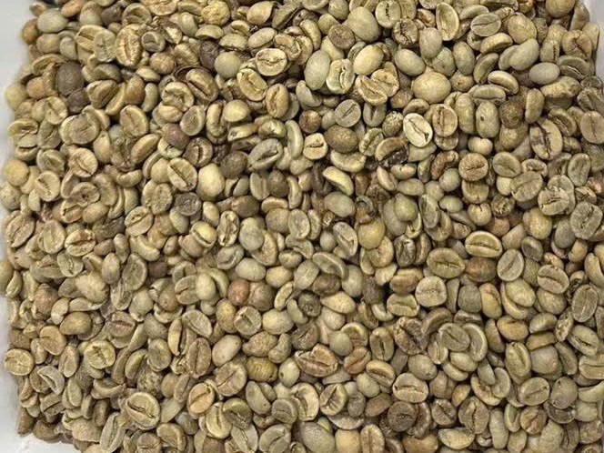 Green coffee beans on a sample tray