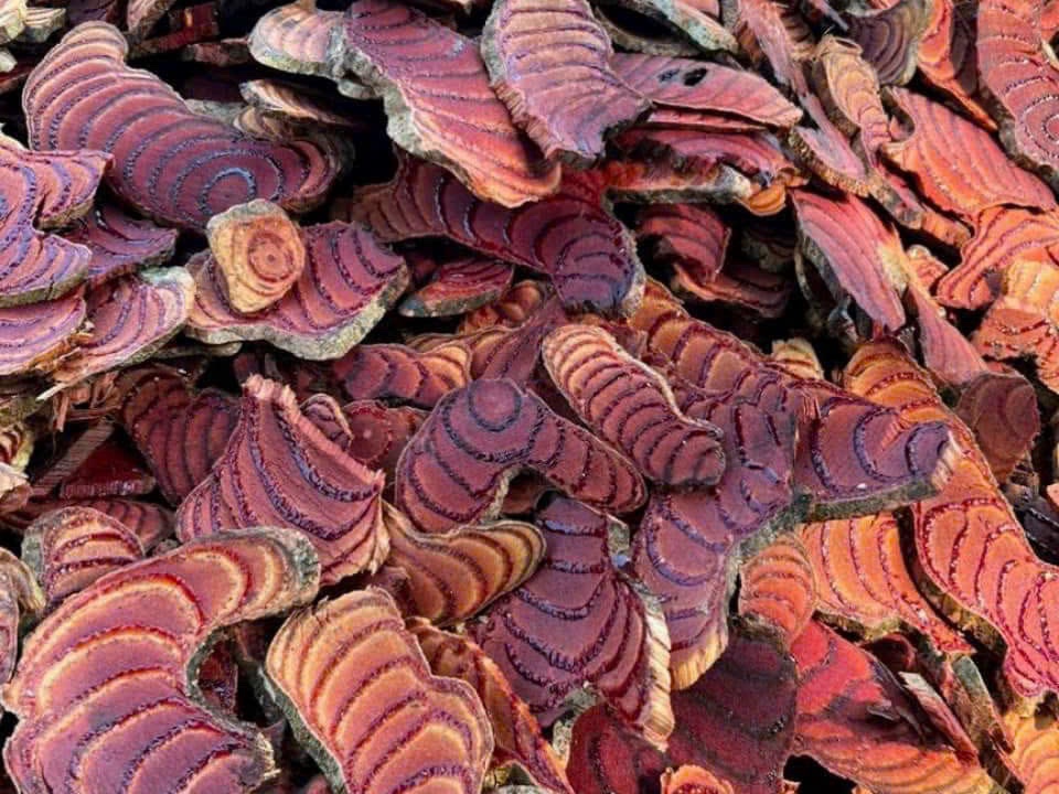 Sliced spatholobus stem showing its red rings